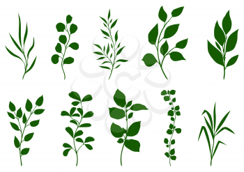 Set of sprigs with green leaves. Decorative natural plants.