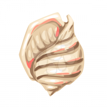Illustration of seashell. Tropical underwater decorative mollusk shell.