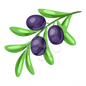 Illustration of ripe olives on branch. Agricultural farm item. Isolated vegetable.