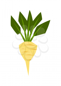 Illustration of ripe sugar beet. Agricultural stylized plant. Harvesting season item.