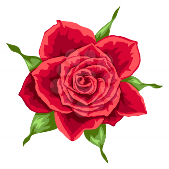 Illustration of beautiful realistic rose. Bud for design and decoration. Hand drawn plant.