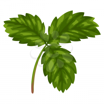 Stylized illustration of strawberry leaf. Image for design and decoration. Object or icon in hand drawn style.