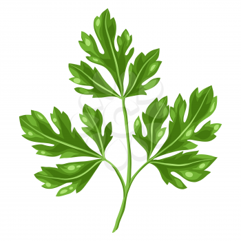 Stylized illustration of parsley. Image for design and decoration. Object or icon in hand drawn style.