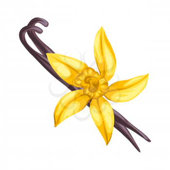 Stylized illustration of vanilla. Image for design and decoration. Object or icon in hand drawn style.