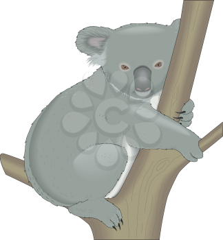 Koalas Clipart