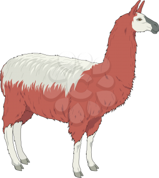 Llamas Clipart