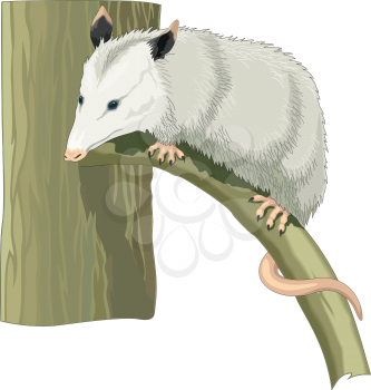 Opossum Clipart