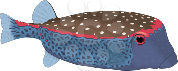 Trunkfish Clipart