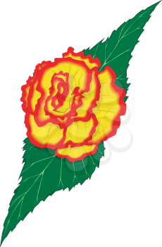 Begonia Clipart