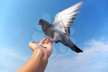 Pigeon on hand. Element of design.