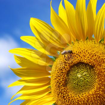 Big sunflower and sky. Nature composition.