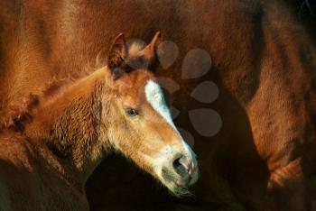 Foal portrait. Element of design.