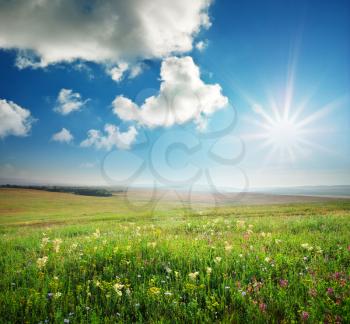 Spring morning in meadow of flowers. Composition of nature.