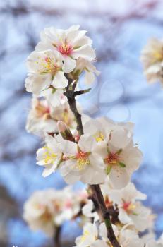Branch of spring almond. White flower tree. Nature composition.
