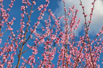 Branch of spring peach. Flower tree. Nature composition.