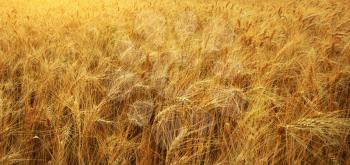 Texture meadow of wheat. Nature composition.