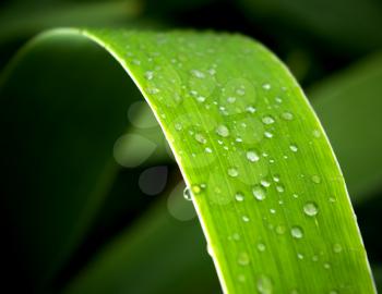 Leaf in dark. Element of nature composition.