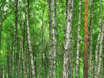 Texture of birch wood. Element of design.
