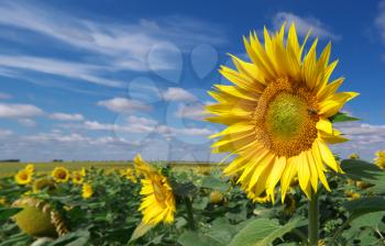 Big meadow of sunflowers. Nature composition.