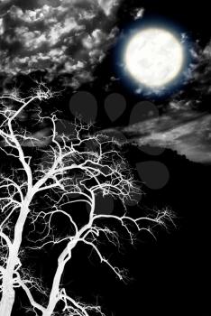 Tree and deep dark night. Nature composition.