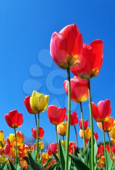 Tulips on sky background. Composition of nature