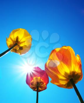 Tulips and clear sunny sky. Nature composition.