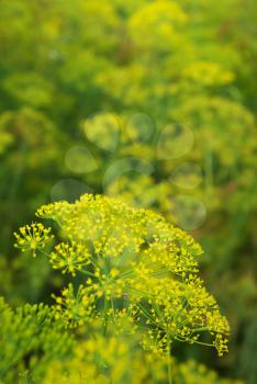 Dill flower. Abstract composition.Shallow depth-of-field.