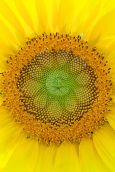 Texture of sunflower. Element of design.