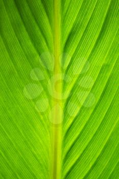 Texture of big green leaf. Nature composition.