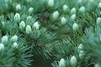 Young cones of spruce. Nature composition.