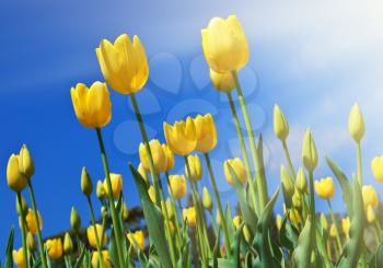 Yellow tulips in sky background