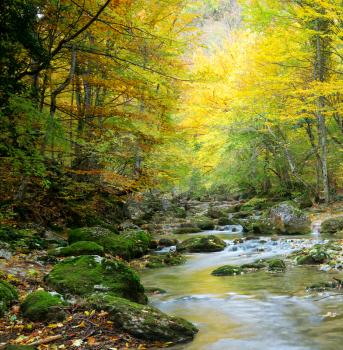 River in autumn forest. Nature composition.