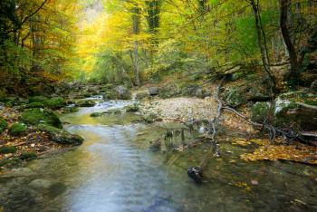 River in autumn forest. Nature composition.