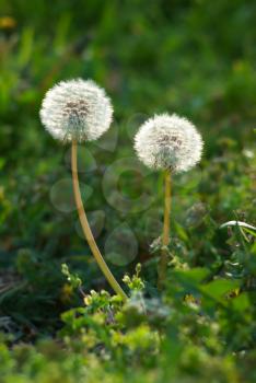 Two dandelions. Composition of nature.
