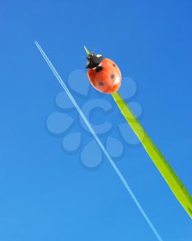 Ladybug and airplane on sky background. Conceptual design.