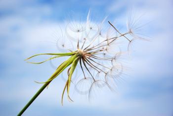 Big dandelion in sky. Nature composition.