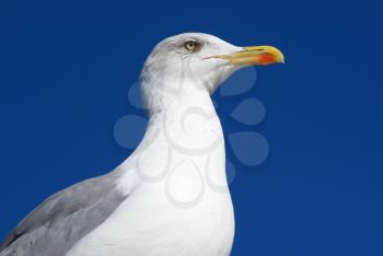 Sea gull portrait. Element of design.