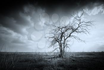 Lonely dead tree. Art nature.