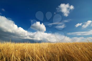 Yellow meadow. Composition of nature.