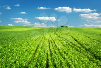 Big green meadow. Nature composition.