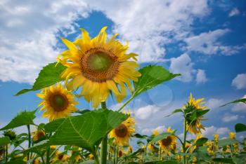 Sunflower in meadow. Nature composition.