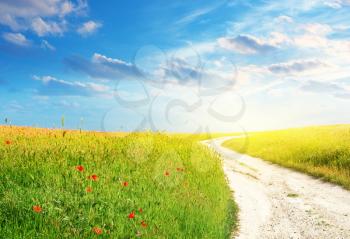 Lane in green meadow. Nature composition.