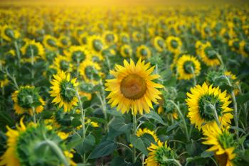 Individual sunflower. Meadow of sunflowers.