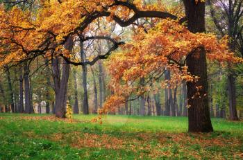 Autumn tree. Composition of nature.