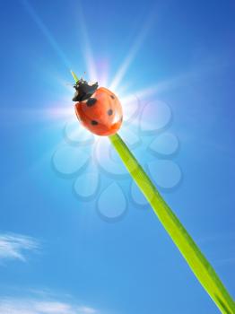 Ladybug on the sun. Conceptual design.