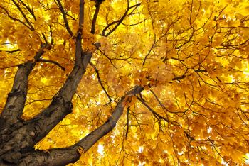 Under big autumn tree. Nature composition.