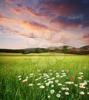 Beautiful meadow landscape. Composition of nature.