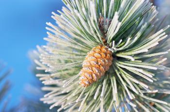 Macro of spruce. Nature composition.