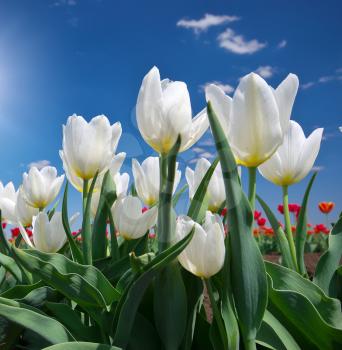 Tulips on blue sky. Composition of nature.