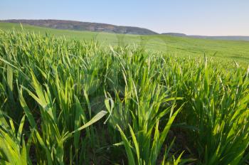 Sunrise in grean meadow of young wheat. Nature composition and agricultural scene.